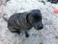 black cane corso